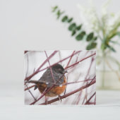 Spotted Towee Briefkaart (Staand voorkant)