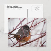 Spotted Towee Briefkaart (Voorkant / Achterkant)