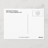 Spotted Towee Briefkaart (Achterkant)