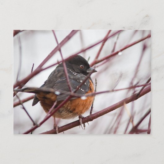Spotted Towee Briefkaart (Voorkant)