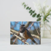 Spotted Towee Briefkaart (Staand voorkant)