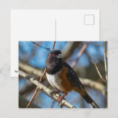 Spotted Towee Briefkaart (Voorkant / Achterkant)