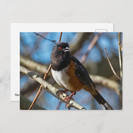 Spotted Towee Briefkaart (Voorkant / Achterkant)