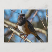 Spotted Towee Briefkaart (Voorkant)