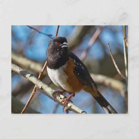 Spotted Towee Briefkaart (Voorkant)
