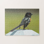 Spotted Towee Colorado. Legpuzzel (Horizontaal)