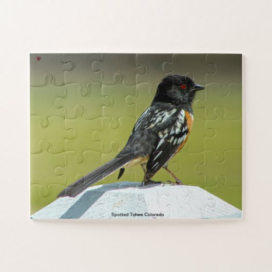 Spotted Towee Colorado Legpuzzel (Horizontaal)