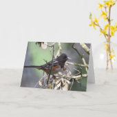 Spotted Towee Kaart (Gele Bloem)