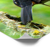 Spotted Towee Print (Hoek)