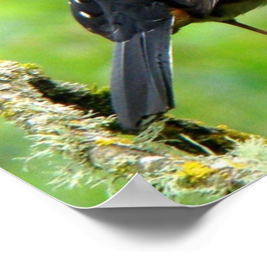 Spotted Towee Print (Hoek)