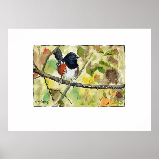 Spotted Towhee, bird image, wall art, decoration Poster (Voorkant)