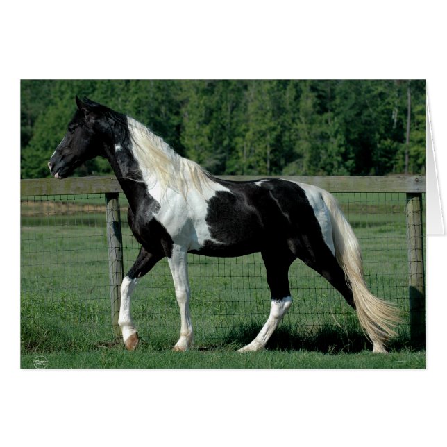 Spotted Walker (Voorkant Horizontaal)