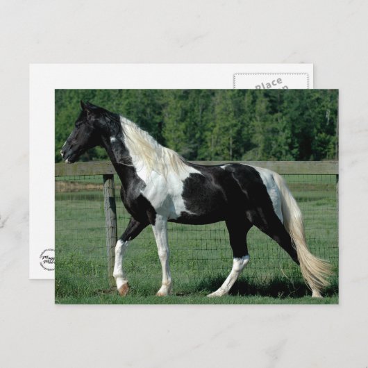 Spotted Walker Briefkaart (Voorkant / Achterkant)