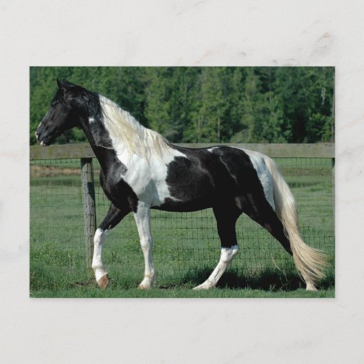 Spotted Walker Briefkaart (Voorkant)