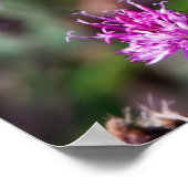 Spotted Wings Poster (Hoek)