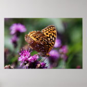 Spotted Wings Poster (Voorkant)