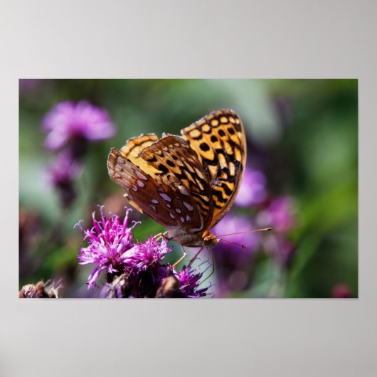 Spotted Wings Poster (Voorkant)