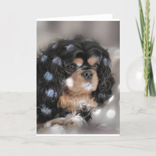 Spotty Cav? Kaart