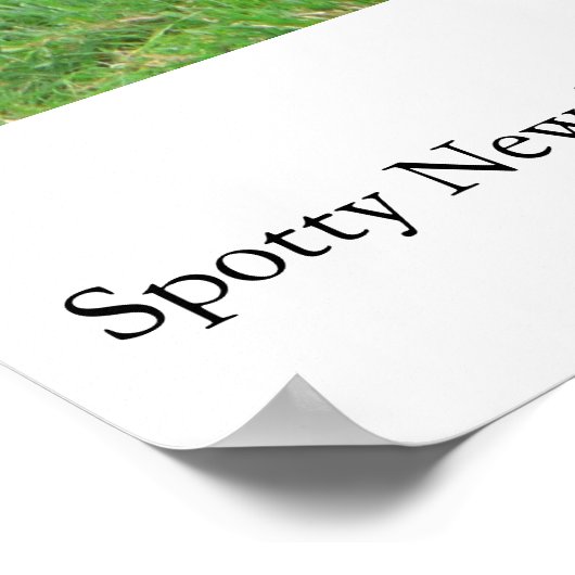 Spotty NZ Lambs Poster (Hoek)