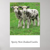 Spotty NZ Lambs Poster (Voorkant)
