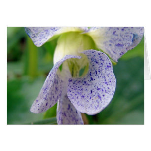 SpotViolet