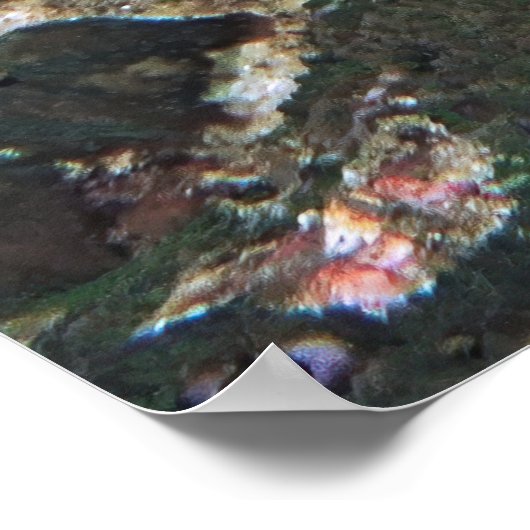 Spotvis Lionfish II Poster (Hoek)