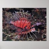 Spotvis Lionfish II Poster (Voorkant)