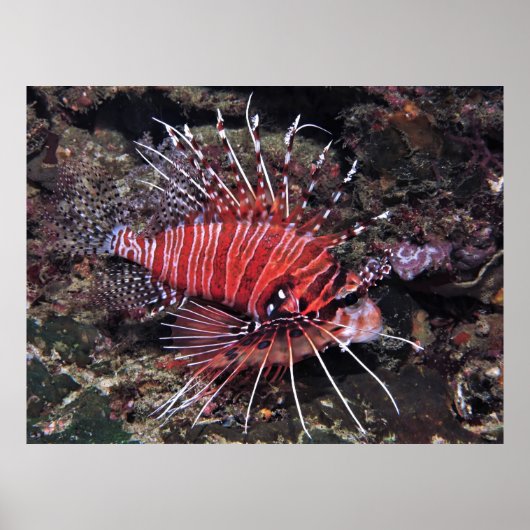 Spotvis Lionfish II Poster (Voorkant)