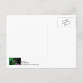 Spotvlinderdendenken van uw Briefkaart (Achterkant)