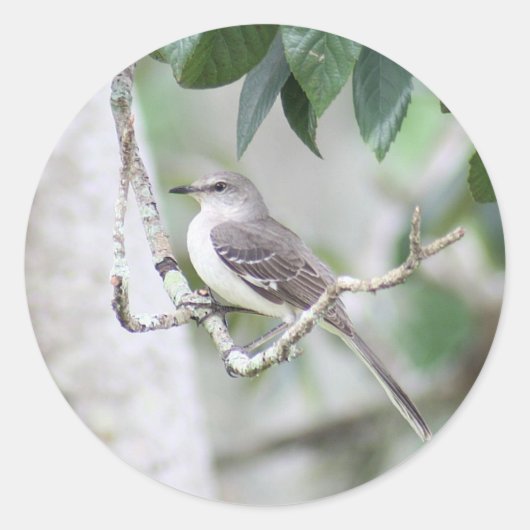 Spotvogel Ronde Stickers (Voorkant)
