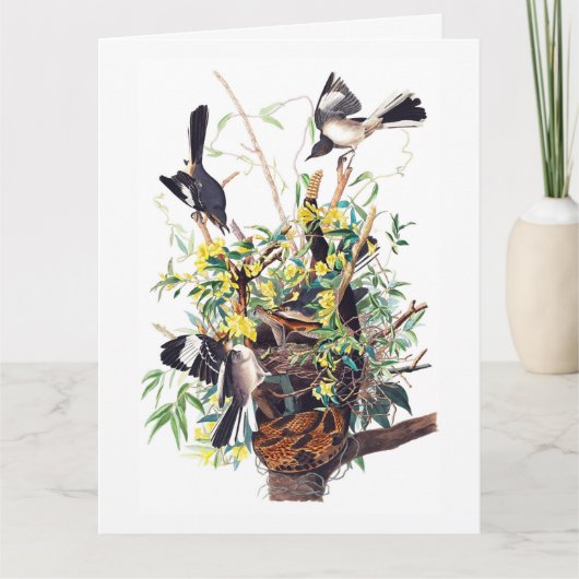 Spotvogels Print van Audubon Kaart (Voorkant)