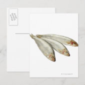 Sprats Briefkaart (Voorkant / Achterkant)