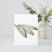 Sprats Briefkaart (Staand voorkant)