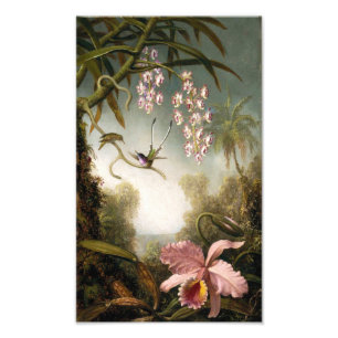 Spray Orchids met Hummingbird Print Foto Afdruk