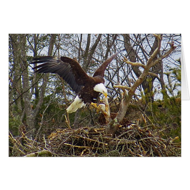 Spread Eagle (Voorkant Horizontaal)