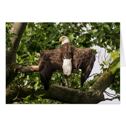 Spread Eagle (Voorkant Horizontaal)