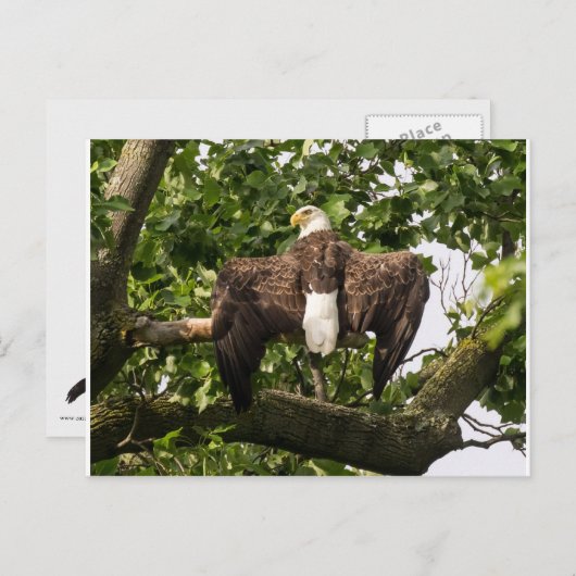 Spread Eagle Briefkaart (Voorkant / Achterkant)