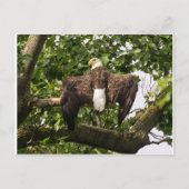 Spread Eagle Briefkaart (Voorkant)