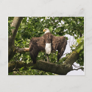 Spread Eagle Briefkaart