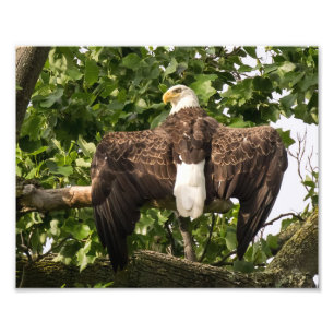 Spread Eagle Foto Afdruk