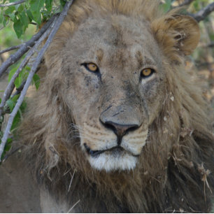 Spreek je met mij? Lion Stare. T-shirt