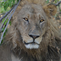 Spreek je met mij? Lion Stare.
