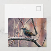 spreeuw briefkaart (Voorkant / Achterkant)