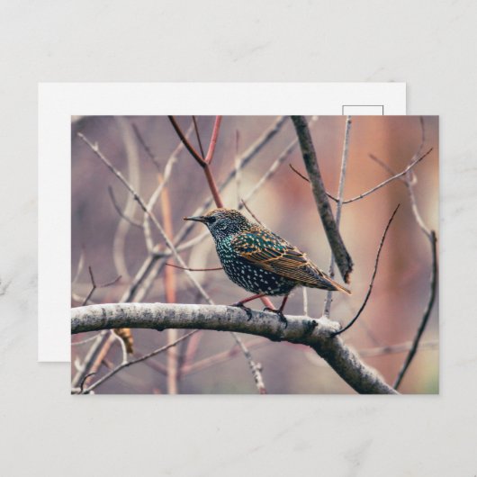 spreeuw briefkaart (Voorkant / Achterkant)