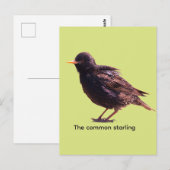 Spreeuw  briefkaart (Voorkant / Achterkant)