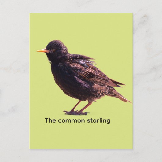 Spreeuw  briefkaart (Voorkant)