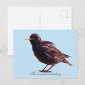 Spreeuw  briefkaart (Voorkant / Achterkant)