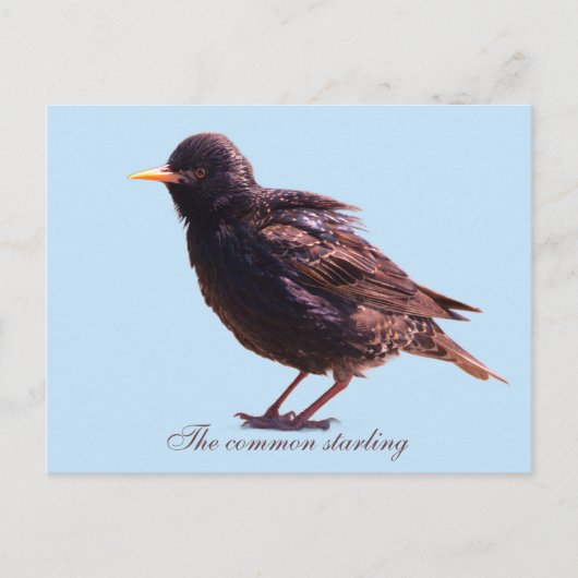 Spreeuw  briefkaart (Voorkant)