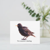 Spreeuw  briefkaart (Staand voorkant)