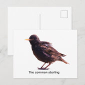 Spreeuw  briefkaart (Voorkant / Achterkant)